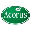 Acorus