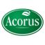 Acorus